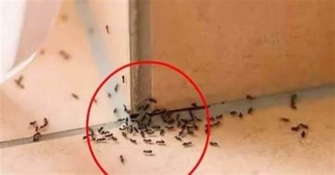 蟬一直叫 家裡突然一堆螞蟻